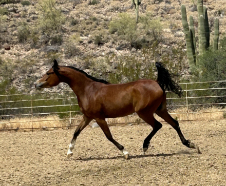 HorseID: 2312097 Jewel of Gazal - PhotoID: 1097436