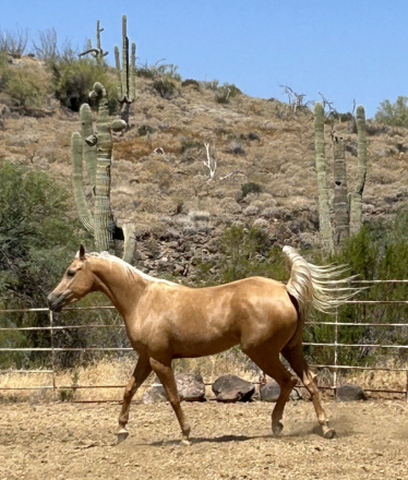 HorseID: 2312100 SHINE LIKE A DIAMOND - PhotoID: 1097431