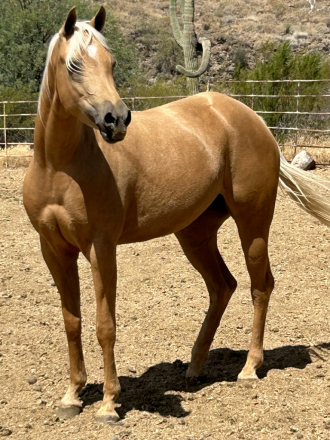 HorseID: 2312100 SHINE LIKE A DIAMOND - PhotoID: 1097432
