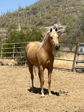 HorseID: 2312100 SHINE LIKE A DIAMOND - PhotoID: 1097433