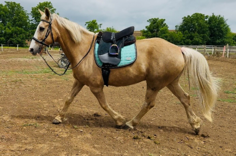 HorseID: 2312135 Flynn - PhotoID: 1097136