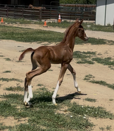 HorseID: 2312152 Hott Shot FCG - PhotoID: 1097291