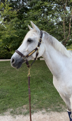 HorseID: 2312175 E-Castella NF - PhotoID: 1097521