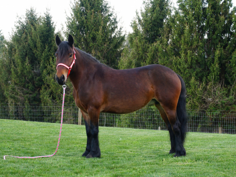 HorseID: 2312205 Braeberry Sophonia - PhotoID: 1097235