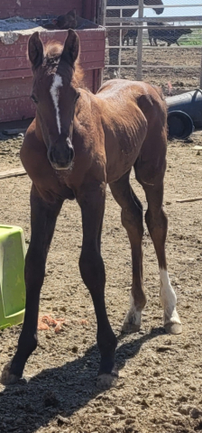 HorseID: 2312224 Guccis eye of the tiger - PhotoID: 1097417