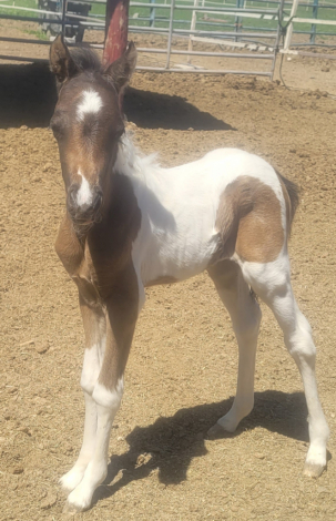 HorseID: 2312227 Lickety Split - PhotoID: 1097413