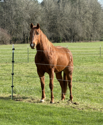 HorseID: 2312231 Smokes Maximum Reach - PhotoID: 1097284