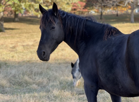 HorseID: 2312233 I’m A Star Too - PhotoID: 1097285