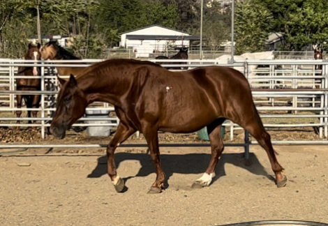 HorseID: 2312240 Ruth - PhotoID: 1097476