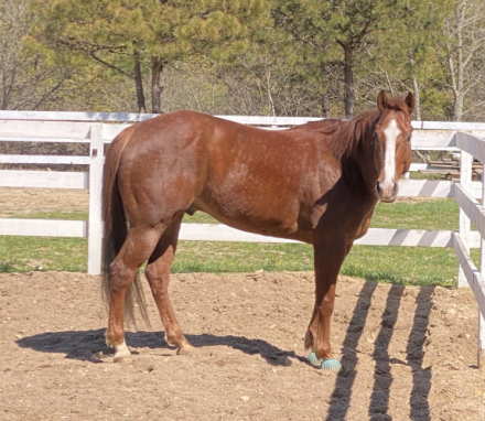 HorseID: 2312243 Docs Top Mount - PhotoID: 1097288