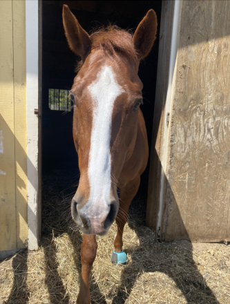 HorseID: 2312243 Docs Top Mount - PhotoID: 1097289
