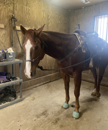 HorseID: 2312243 Docs Top Mount - PhotoID: 1097290