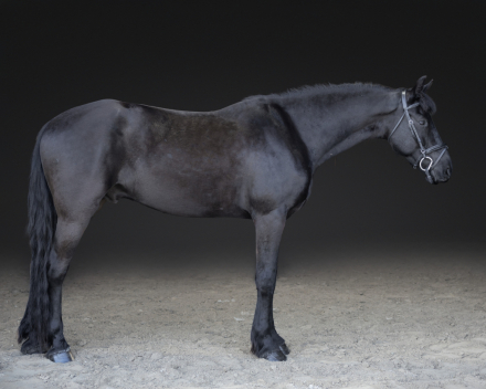 HorseID: 2312246 Ruger - PhotoID: 1097294