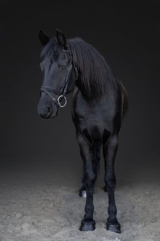 HorseID: 2312246 Ruger - PhotoID: 1097295
