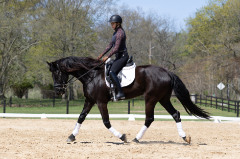 HorseID: 2312246 Ruger - PhotoID: 1097296