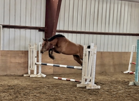 HorseID: 2312249 Rosie - PhotoID: 1097297