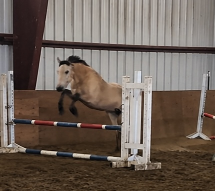 HorseID: 2312250 Amigo - PhotoID: 1097298