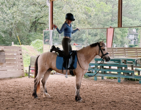 HorseID: 2312252 Northway Boreas - PhotoID: 1097299