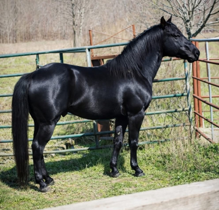 HorseID: 2312254 SR My Poco Wrangler - PhotoID: 1097305