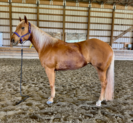 HorseID: 2312256 CRR Chics Sweetsnack - PhotoID: 1097306