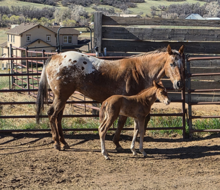 HorseID: 2312262 HONEYS HOTROD - PhotoID: 1097307