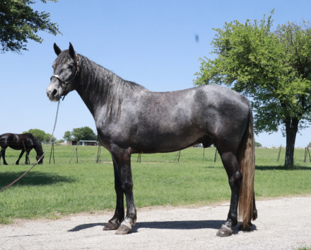 HorseID: 2312263 FOLSOM PRISON BLUES - PhotoID: 1097308