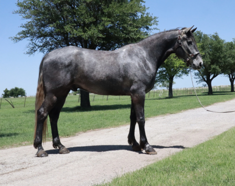 HorseID: 2312263 FOLSOM PRISON BLUES - PhotoID: 1097309