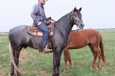 HorseID: 2312263 FOLSOM PRISON BLUES - PhotoID: 1097312