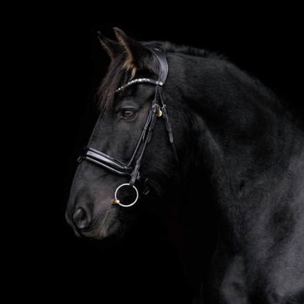 HorseID: 2312267 Romeo - PhotoID: 1097316