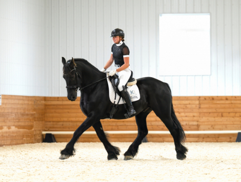 HorseID: 2312267 Romeo - PhotoID: 1097317
