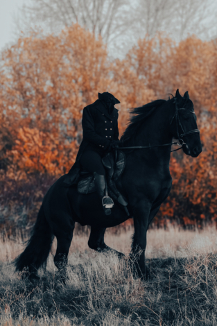 HorseID: 2312267 Romeo - PhotoID: 1097319