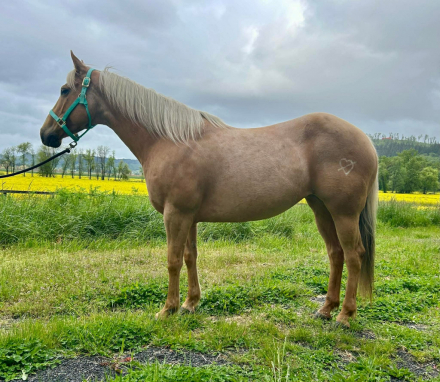 HorseID: 2312268 BHR Dashing Kathy - PhotoID: 1097321