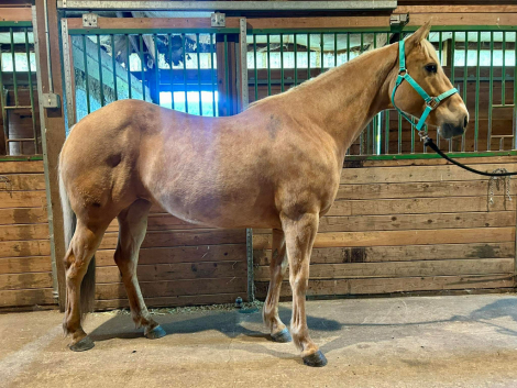 HorseID: 2312268 BHR Dashing Kathy - PhotoID: 1097655