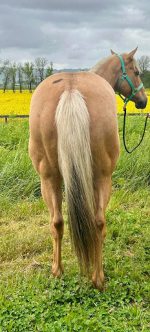 HorseID: 2312268 BHR Dashing Kathy - PhotoID: 1097656