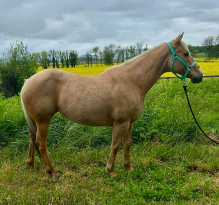 HorseID: 2312268 BHR Dashing Kathy - PhotoID: 1097657