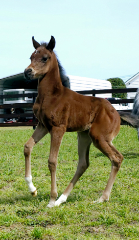HorseID: 2312276 CAF Laylaa - PhotoID: 1097322