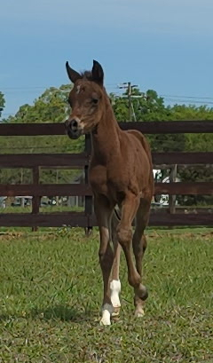 HorseID: 2312276 CAF Laylaa - PhotoID: 1097323