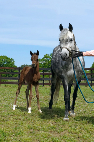 HorseID: 2312276 CAF Laylaa - PhotoID: 1097324