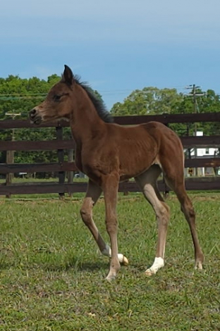 HorseID: 2312276 CAF Laylaa - PhotoID: 1097325