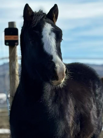 HorseID: 2312280 SpringSong Royal Design - PhotoID: 1097329