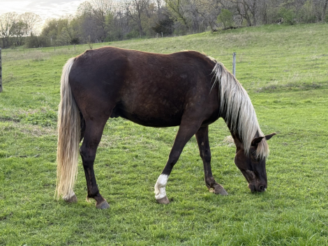 HorseID: 2312281 R2 Legacy’s Renegade - PhotoID: 1097328