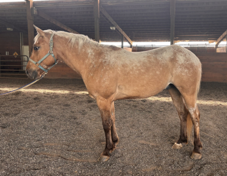 HorseID: 2312286 Mojave - PhotoID: 1097330