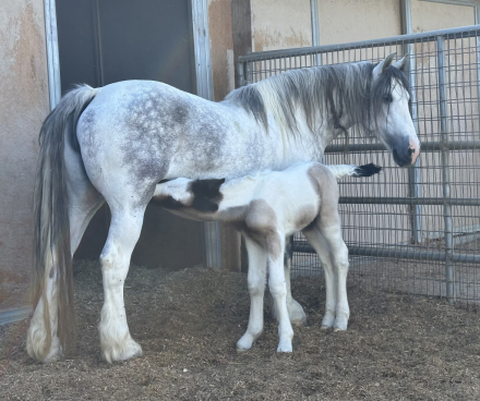 HorseID: 2312287 Gypsy Andalusian Mare with Filly at side - PhotoID: 1097332