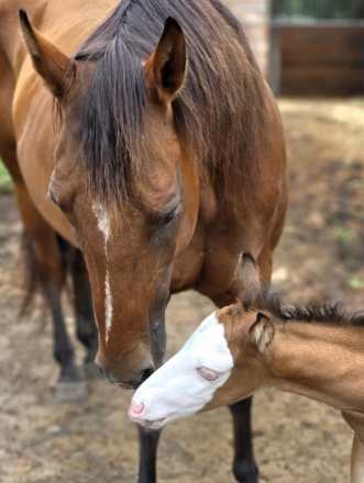 HorseID: 2312291 Dulces Dash of Pepto - PhotoID: 1097338
