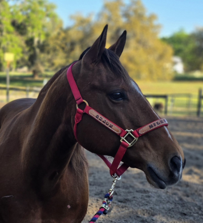 HorseID: 2312291 Dulces Dash of Pepto - PhotoID: 1097339