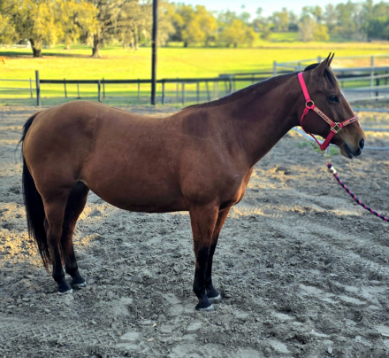 HorseID: 2312291 Dulces Dash of Pepto - PhotoID: 1097340