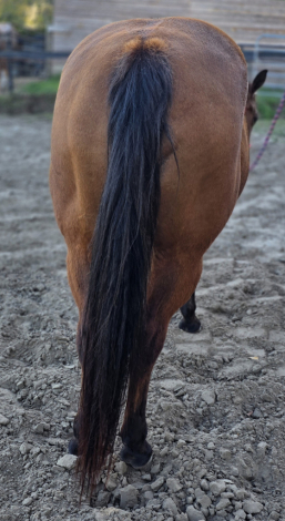 HorseID: 2312291 Dulces Dash of Pepto - PhotoID: 1097341
