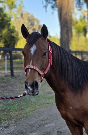 HorseID: 2312291 Dulces Dash of Pepto - PhotoID: 1097342