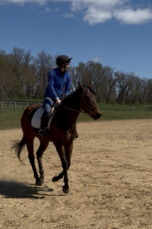 HorseID: 2312296 Twinkle Two's - PhotoID: 1097356