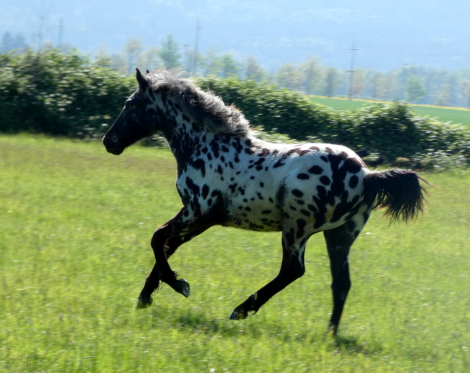 HorseID: 2312297 Poplars Stellar Banner - PhotoID: 1097361